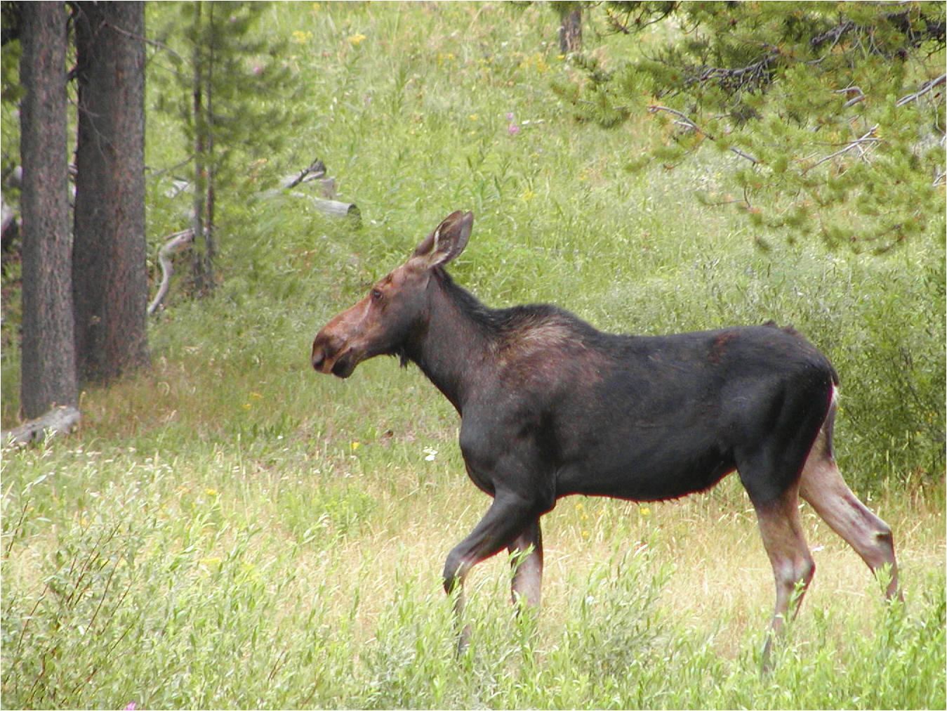 moose taken by Moore family
