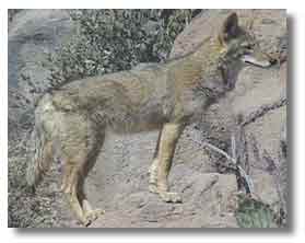 Coyotes are often seen on the rides; sometimes they're heard as well!