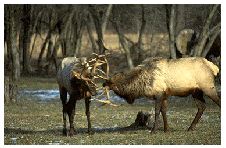 Elk are usually seen in the early morning and late evening.