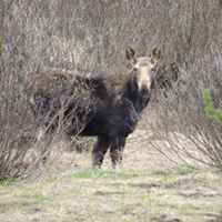 Moose in the bushes
