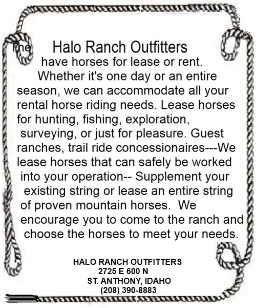 The Halo Ranch Outfitters have horses for lease or rent. Whether it's one day or an entire season, we can accommodate all your rental horse riding needs. Lease horses for hunting, fishing, exploration, surveying, or just for pleasure. Guest ranches, trail ride concessionaires---We lease horses that can safely be worked into your operation-- Supplement your existing string or lease an entire string of proven mountain horses.  We encourage you to come to the ranch and choose the horses to meet your needs.
