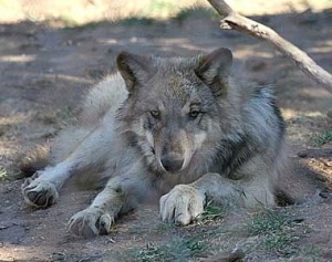 Wolf Laying close up photo